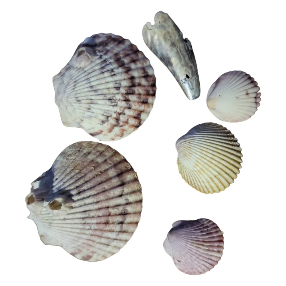 Seashells From South Padre Island Mixed Whole & Interesting Pieces.